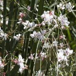 Gaura White 20 Gaura White -Outdoor Garden Care gaura white plants