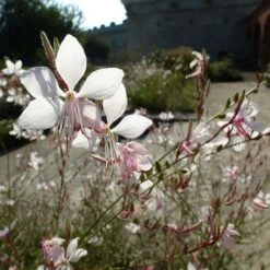 Gaura White 19 Gaura White -Outdoor Garden Care gaura white sunlit