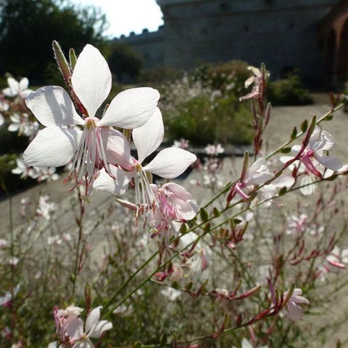 Gaura White 7 Gaura White - Image 7