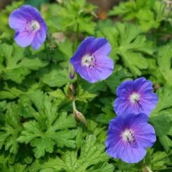 Geranium Rozanne 14 Geranium Rozanne -Outdoor Garden Care geranium rosanne plant