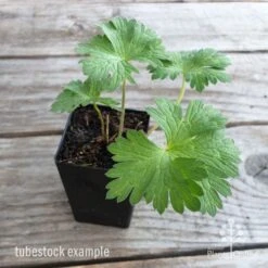 Geranium Rozanne 10 Geranium Rozanne -Outdoor Garden Care geranium rozanne tubestock