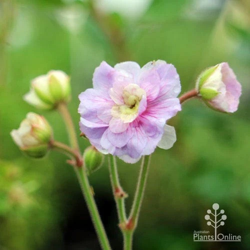 Geranium Summer Skies 1 Geranium Summer Skies