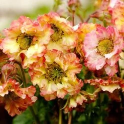Geum Pretticoats Peach 11 Geum Pretticoats Peach -Outdoor Garden Care geum pretticoats peach 1