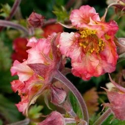 Geum Pretticoats Peach 10 Geum Pretticoats Peach -Outdoor Garden Care geum pretticoats peach 3
