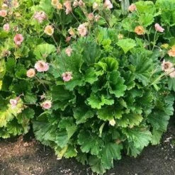Geum Pretticoats Peach 12 Geum Pretticoats Peach -Outdoor Garden Care geum pretticoats peach leaves