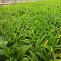 Zingiber - Edible Ginger -Outdoor Garden Care ginger plugs 500