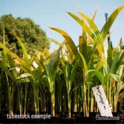 Golden Cane Palm - Dypsis -Outdoor Garden Care golden cane tube 2