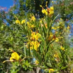Grevillea Gold Rush -Outdoor Garden Care goldrush uts 500 1