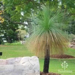 Xanthorrhoea - Grass Tree 14 Xanthorrhoea - Grass Tree -Outdoor Garden Care grass tree at roma
