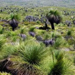 Xanthorrhoea - Grass Tree 16 Xanthorrhoea - Grass Tree -Outdoor Garden Care grass tree landscape 2