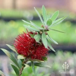 Callistemon Green John 28 Callistemon Green John -Outdoor Garden Care green john flowering