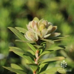 Callistemon Green John 22 Callistemon Green John -Outdoor Garden Care green john new growth