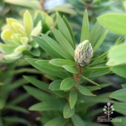 Callistemon Green John 23 Callistemon Green John -Outdoor Garden Care green john new shoot