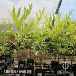 Grevillea Baileyana - Brown Silky Oak -Outdoor Garden Care grevillea brown silky oak tubes 1