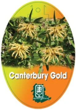 Grevillea Canterbury Gold 16 Grevillea Canterbury Gold -Outdoor Garden Care grevillea canterbury gold 208x300 1