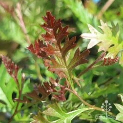 Grevillea Carpet Layer 16 Grevillea Carpet Layer -Outdoor Garden Care grevillea carpet layer leaf