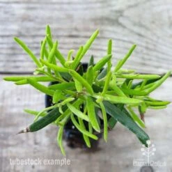 Grevillea Charlie's Angel 8 Grevillea Charlie's Angel -Outdoor Garden Care grevillea charlies angel leaf 1