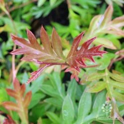 Grevillea Gaudichaudii -Outdoor Garden Care grevillea gaudi new leaf