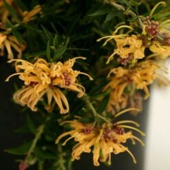 Grevillea Sunkissed -Outdoor Garden Care grevillea gr13021 sunkissed500