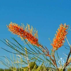 Grevillea Honey Gem -Outdoor Garden Care grevillea honey gem