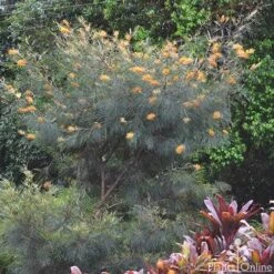 Grevillea Honey Gem -Outdoor Garden Care grevillea honey gem tree