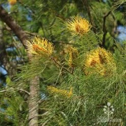 Grevillea Honey Gem -Outdoor Garden Care grevillea honey gem nursery