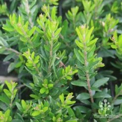 Grevillea Knockout -Outdoor Garden Care grevillea knockout foliage 1