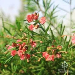 Grevillea Liliane -Outdoor Garden Care grevillea liliane flowers