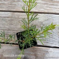 Grevillea Mini Marvel 23 Grevillea Mini Marvel -Outdoor Garden Care grevillea mini marvel tubestock