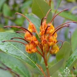 Grevillea Orange Marmalade 28 Grevillea Orange Marmalade -Outdoor Garden Care grevillea orange marmalade flower 1