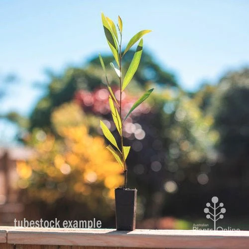 Grevillea Orange Marmalade 2 Grevillea Orange Marmalade - Image 2