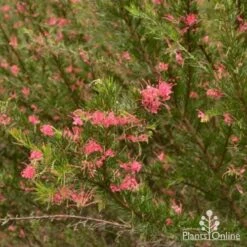 Grevillea Pink Pearl 23 Grevillea Pink Pearl -Outdoor Garden Care grevillea pink pearl shrub