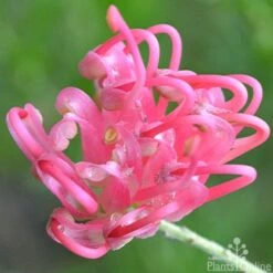 Grevillea Pink Pearl 21 Grevillea Pink Pearl -Outdoor Garden Care grevillea pink pearl close 2 apo 1