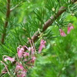 Grevillea Pink Pearl 29 Grevillea Pink Pearl -Outdoor Garden Care grevillea pink pearl close stem apo
