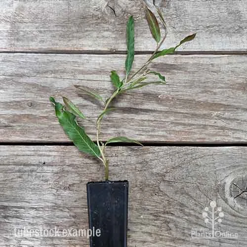 Grevillea Raptor 1 Grevillea Raptor