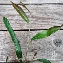 Grevillea Raptor 11 Grevillea Raptor -Outdoor Garden Care grevillea raptor 2