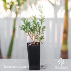 Grevillea Red Wings 19 Grevillea Red Wings -Outdoor Garden Care grevillea red wings tube