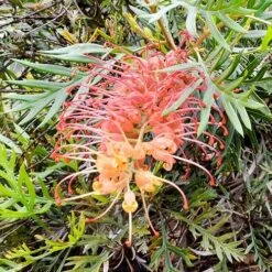 Grevillea Strawberry Sundae 11 Grevillea Strawberry Sundae -Outdoor Garden Care grevillea strawberry sundae 1