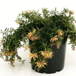Grevillea Sunkissed -Outdoor Garden Care grevillea sunkissed 500