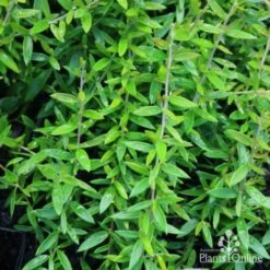 Grevillea Sunkissed -Outdoor Garden Care grevillea sunkissedleaf