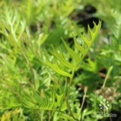 Grevillea Superb -Outdoor Garden Care grevillea superb leaf