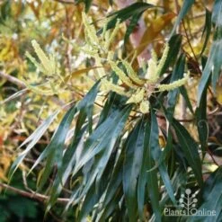 Grevillea Baileyana - Brown Silky Oak -Outdoor Garden Care grevillea baileyana