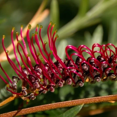 Grevillea Raptor 2 Grevillea Raptor - Image 2