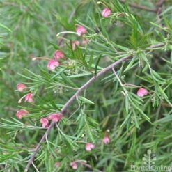 Grevillea Liliane -Outdoor Garden Care grevillea lilliane stem