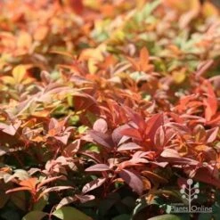 Nandina Gulf Stream -Outdoor Garden Care gulf stream autumn