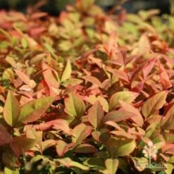 Nandina Gulf Stream -Outdoor Garden Care gulf stream colour