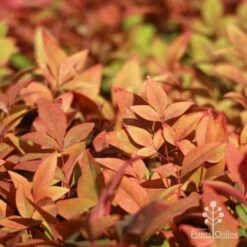 Nandina Gulf Stream -Outdoor Garden Care gulf stream foliage
