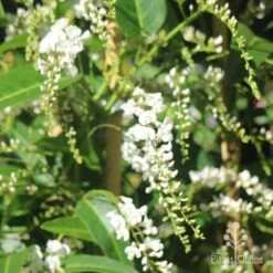 Hardenbergia Snow White - White Coral Pea -Outdoor Garden Care hardenbergia white sun nambour