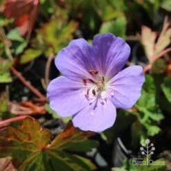 Geranium Rozanne 12 Geranium Rozanne -Outdoor Garden Care hardy geranium rozanne
