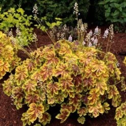 Heucherella Solar Eclipse - Foamy Bells -Outdoor Garden Care heucherella solar eclipse golden